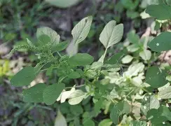 关于苿簂jH]葕苋Y嘛賯2桎cb的信息-开云娱乐